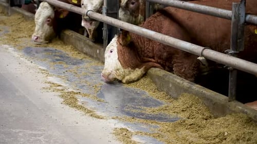 Cows in the barn.