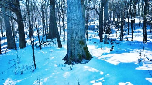 Winter Landscape in a Pine Forest the Sun Shines Through the Trees