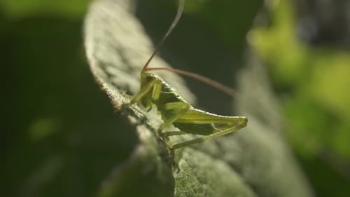 Green Cricket with Antennae on Head Sitting on Leaf of the Greater Burdock