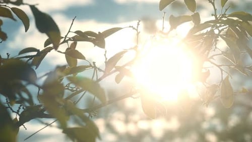 Nature Beauty Captured Sunlight Streaming Through Trees