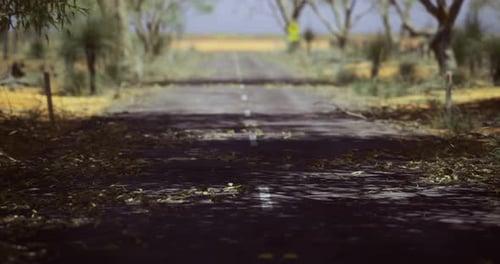 Rural Road Surrounded By Trees During Daytime in a Quiet Countryside Setting