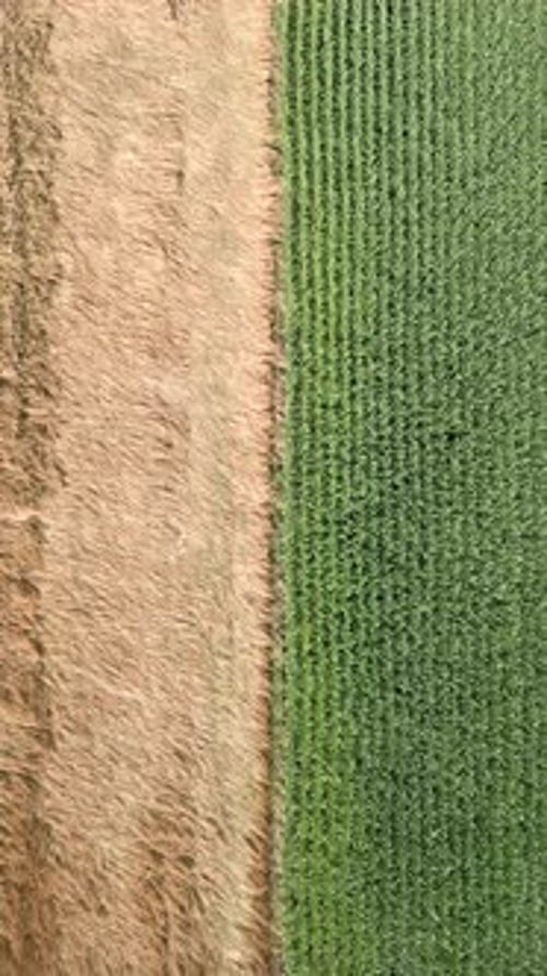 Top View of Grain and Corn Field
