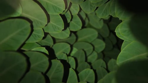 Nature Passage – Seamless Loop