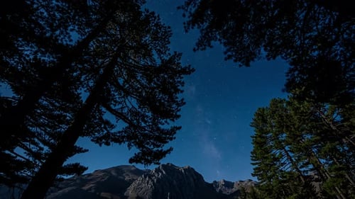 Looking Up at Starry Sky Through Forest Trees - Night Time Lapse