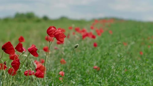 Mohnblumen bewegen sich im Wind auf der Wiese, Nahaufnahme