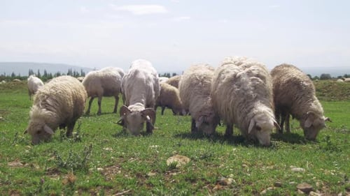 Flock of Sheep Grazing on a Field Against the Backdrop of the Mountains
