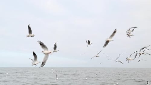 Bewölkte Meereslandschaft mit fliegenden Möwenvögeln
