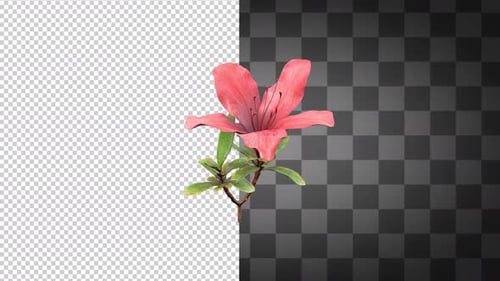 Rotating Pink Azalea Flower with Alpha Channel