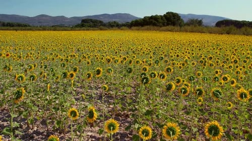 Drone elevates over sunflower fields