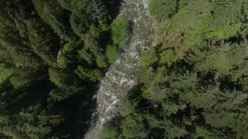 Forest River