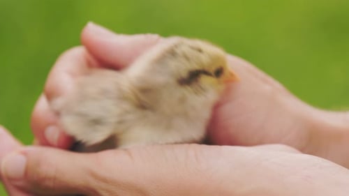 Hands Holding a Newborn Fluffy Chick