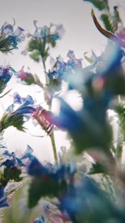 Abstract View of Blooming Flowers