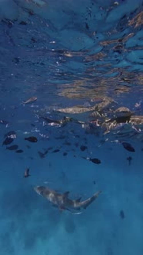 Sharks Close Up with a Lot of Fishes Underwater in Blue Sea Nurse Shark Maldives Vertical View