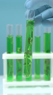 Biotechnology Lab Plant Sprout in a Test Tube Scientific Laboratory and ...