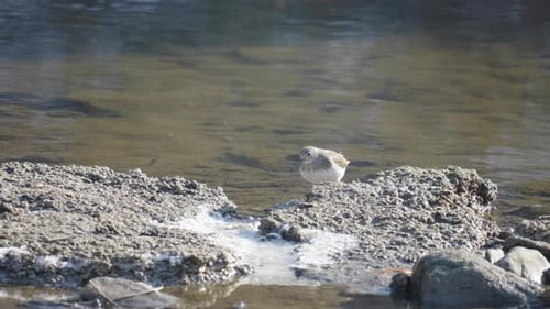 Sandpiper on a pond in an early winter