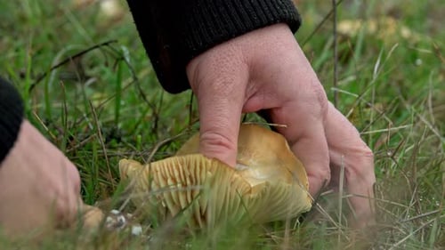 Picking Cuphophyllus pratensis mushrooms in a meadow