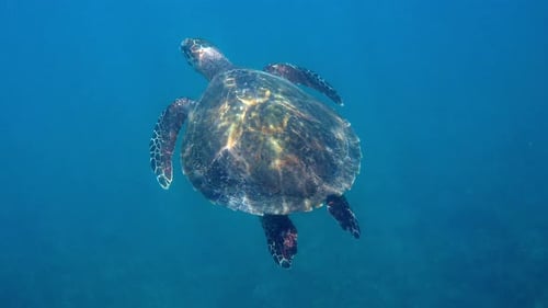 Green Sea Turtle Gracefully Swimming in Blue Ocean with Vibrant Coral Reef