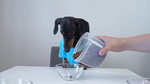Dachshund Dog Wearing Shirt Waits for Food