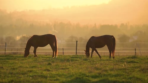 Pferde grasen friedlich bei Sonnenuntergang auf einer ruhigen Weide