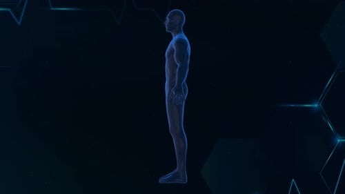 Digital Rotating Medical Human Body 4K