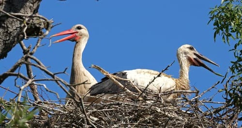 Adult storks watching their young chicks in the nest., The Camargue, France