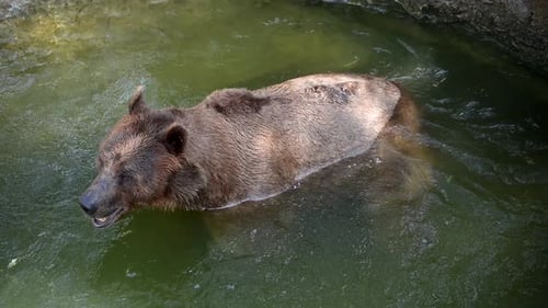 Morning Family Outing of Brown Bears By a Tranquil Lake in a Serene Forest Setting