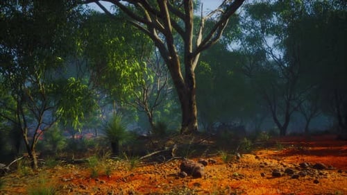 Animated Australian Bushland with Eucalyptus Trees