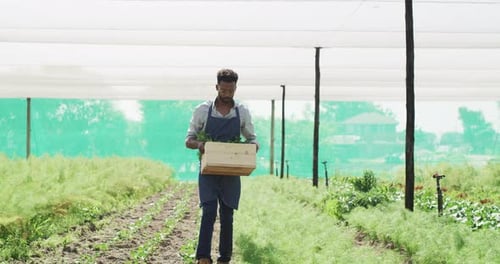 A handsome young male farmer harvesting in a greenhouse farm