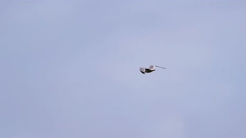 View of Seagull Hovering in the Cloudy Blue Sky Slow Motion Footage