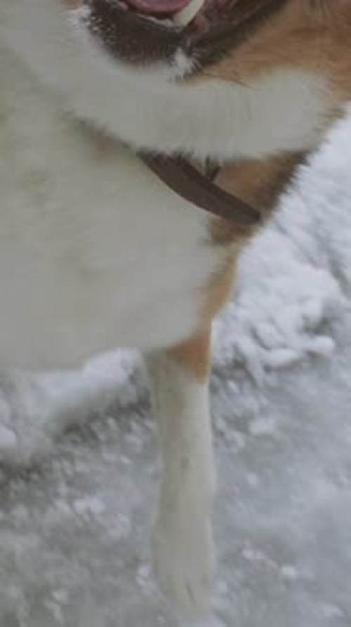 Angry Aggressive Mad Dog Running