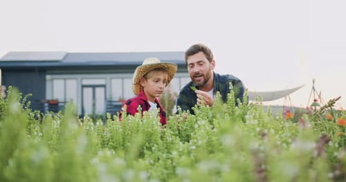 Padre campesino que trabaja en el campo de girasoles con su hijo pequeño. Papá, niño cultivando semillas de girasol.