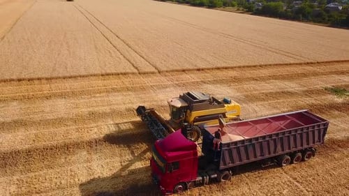 Aerial Drone View Overloading Grain From Combine Harvesters Into Grain Truck in Field Harvester