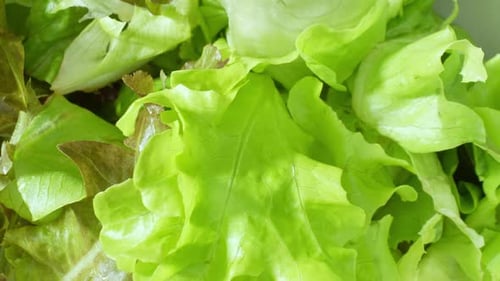 Close-up of a green vegetable salad.
