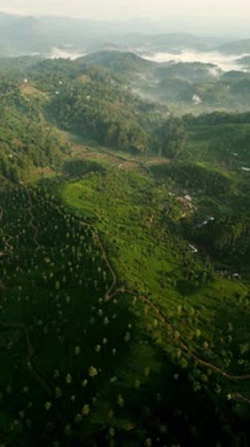 Aerial View of Rich Green Tea Plantation at Sunrise with Mist Fields are Terraced on Gentle Hills