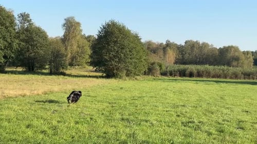 Border Collie catching and fetching frisbee in a grassy field. The dog leaps to grab the frisbee and