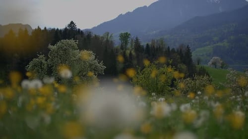Spring Flowers Blooming in Floral Scenery Landscape Outdoors