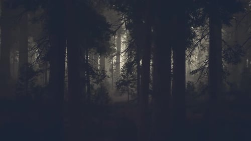 Schwarzer Baumstamm in einem dunklen Kiefernwald