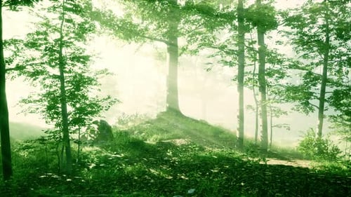 Arbres forestiers boisés rétroéclairés par la lumière dorée