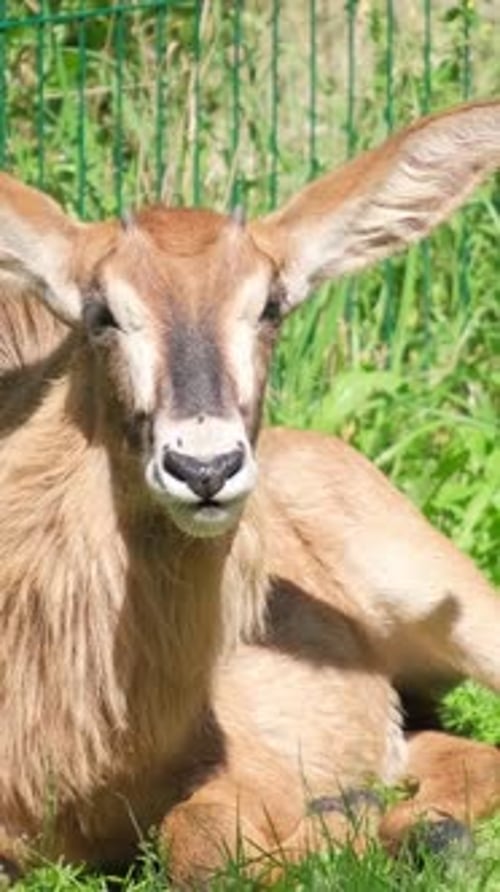 Deer with Long Ears Rests Lying on Green Grass Animal in the Zoo Vertical Video