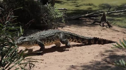 Grande crocodilo de água salgada caminhando na margem do rio Sandy