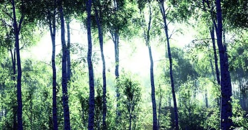 Sunlight Filtering Through Vibrant Green Trees in a Serene Forest Setting