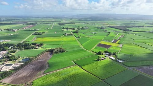 Grün wachsende Lebensmittelfelder Ackerland