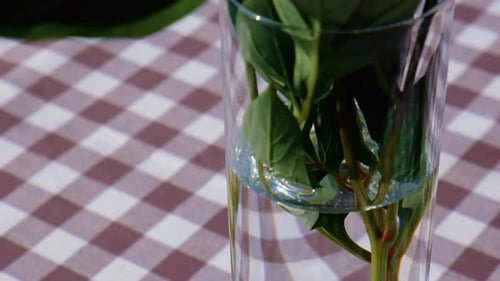 Bright Pink Peonies in Glass of Water