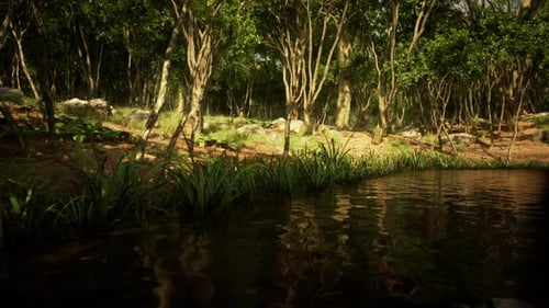 Fog in the Pond on a Sunny Morning
