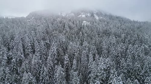Aerial View of a Mountain Peak Covered with Dense Snowy Forest and Shrouded in Cloud