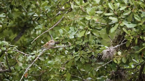A common House Sparrow sits on an oak tree branch and flies away - Passer domesticus