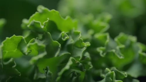 Dolly shot de laitue verte fraîche. Concept de nutrition et d'alimentation saine.