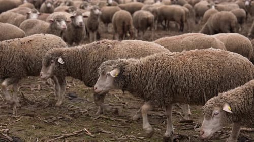 Flock of Sheep Grazing in a Rural Field