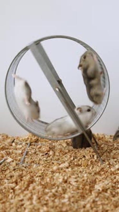 Hamsters Running in Exercise Wheel in Cage