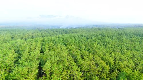 Aerial view from top of green forest